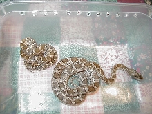 Meahllmorum rat snake