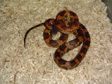 Orange Phase Texas rat snake