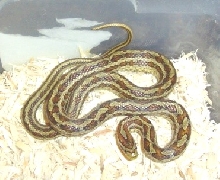 Bimaculata