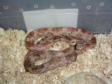 Brindle Black rat snake