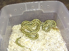 High Yellow C. China dione rat snake