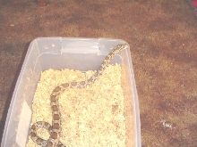 Great Plains rat snake