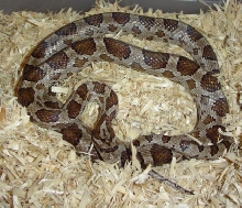 emoryi rat snake