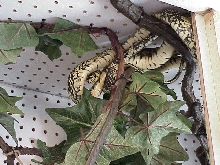 female spilotes