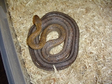 Texas baird rat snake