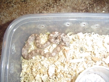 Everglades baby het for amel