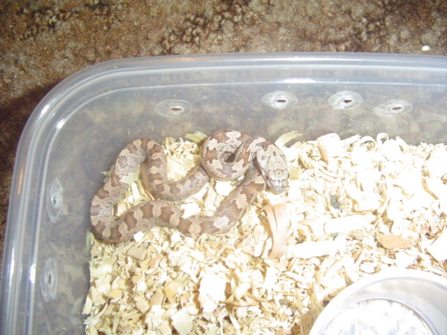 Everglades baby het for amel