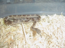 gulf hammock rat snake