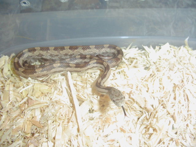 gulf hammock rat snake