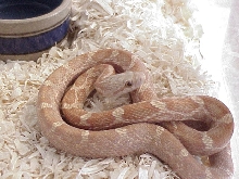 lavender black ratsnake male