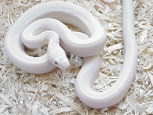 Leucistic Texas rat snake