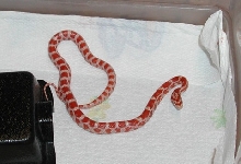 male candy cane