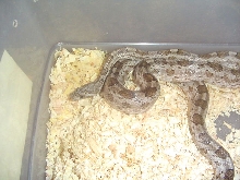 Meahllmorum rat snake