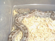 meahllmorum rat snake