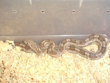 meahllmorum rat snake