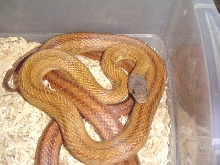 Mexican Bairds rat snake