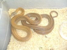 Mexican Bairds rat snake