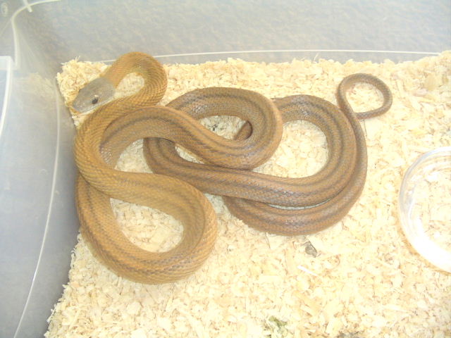 Mexican Bairds rat snake