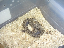 Ladder rat snake