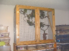 spilotes cage