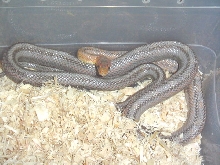 Texas baird rat snake