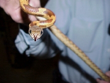Texas rat snake subadult