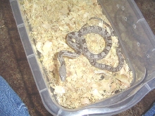 White oak phase gray rat snake