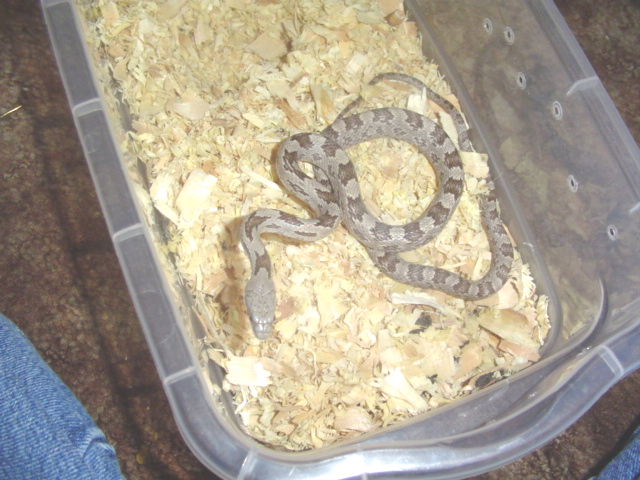 White oak phase gray rat snake