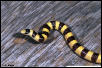 shovlenose