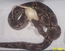 male dummerils with rat