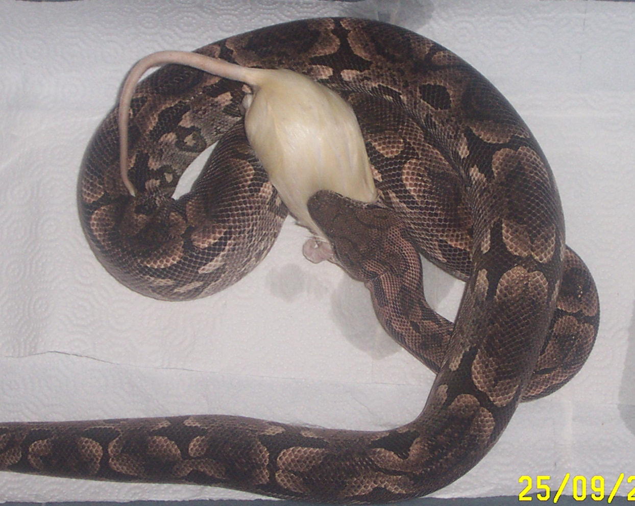 male dummerils with rat