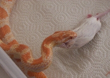 cream