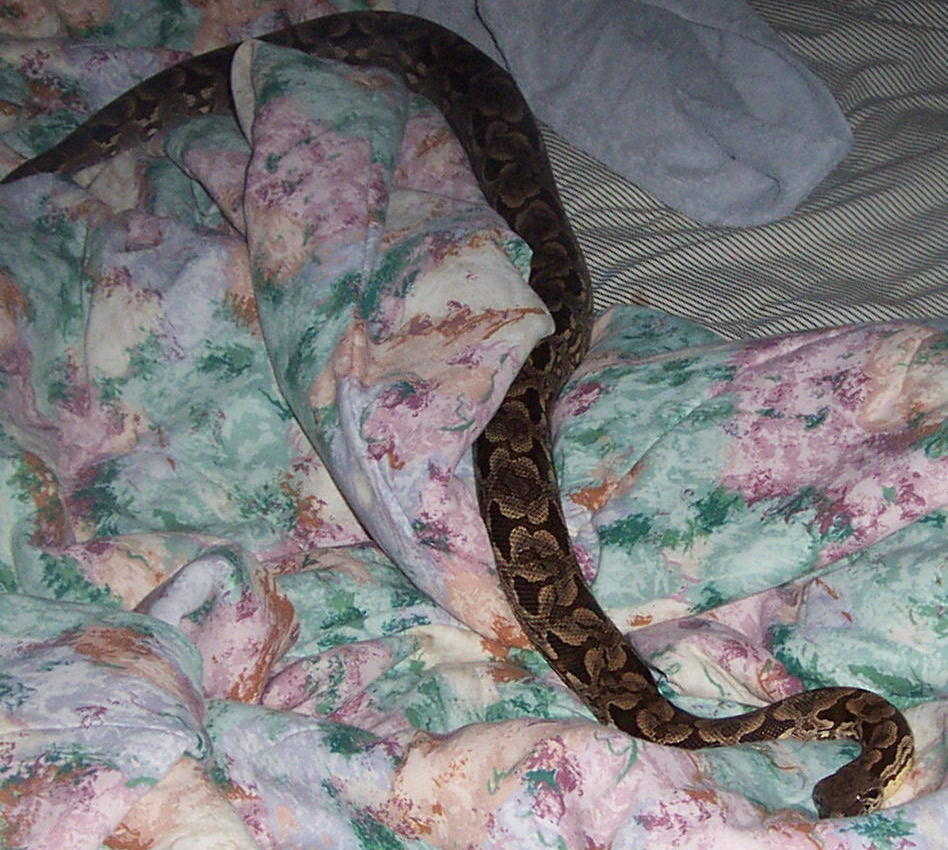 dummerils on bed