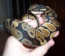 03' hatchling