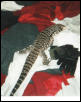 chinosaurus