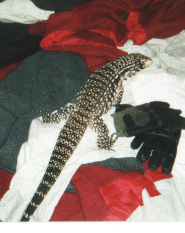 chinosaurus