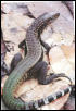 Striped Tegu