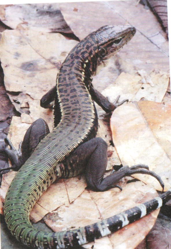 Striped Tegu