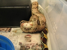 fiona eating