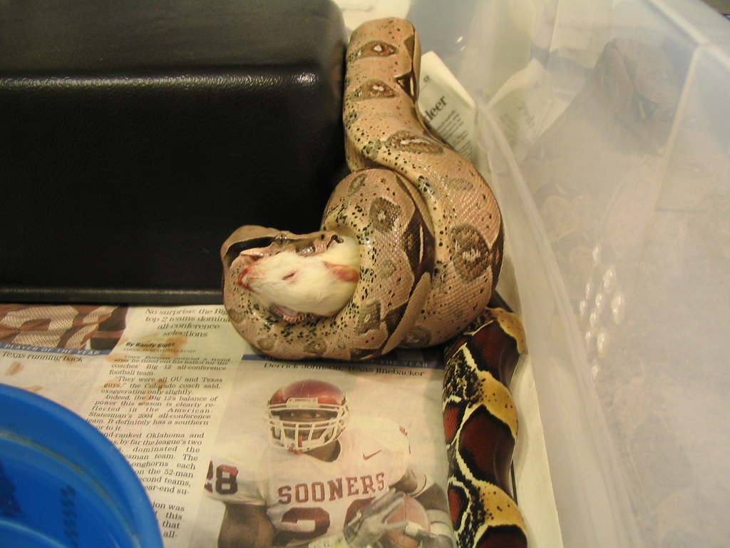 fiona eating