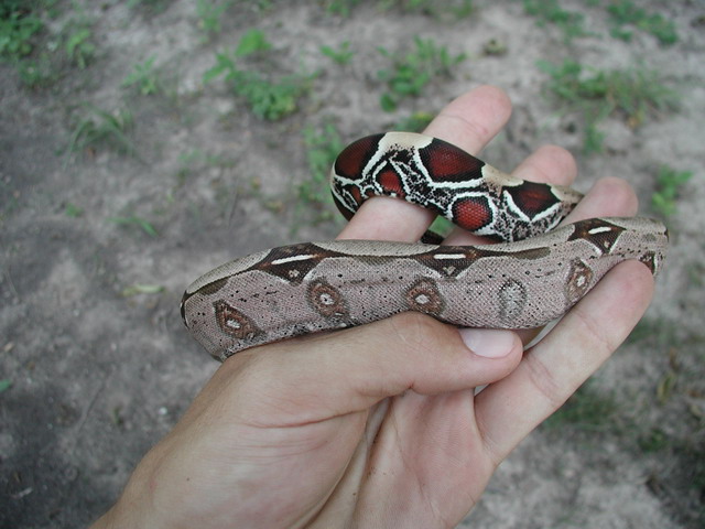 fiona bcc