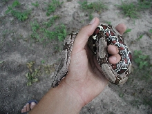 female bcc