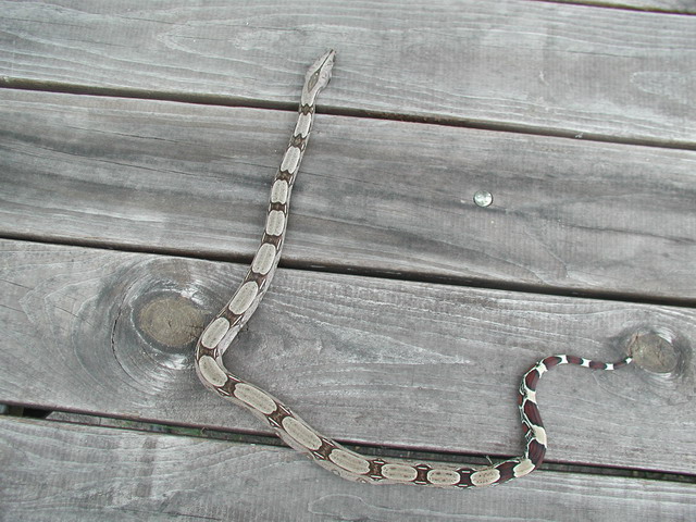 female bcc