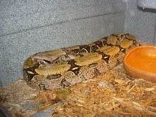 FLRT Female