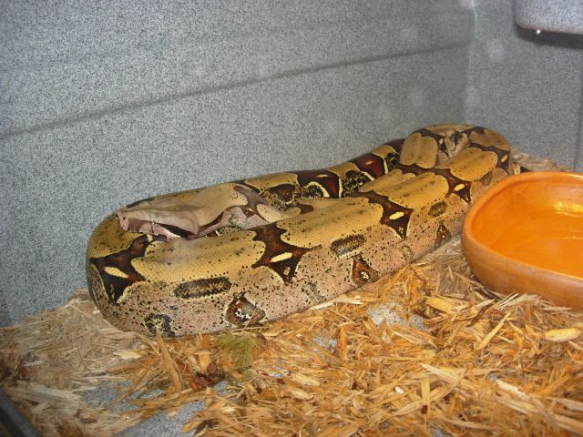 FLRT Female