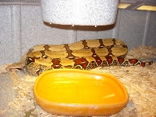 FLRT Female