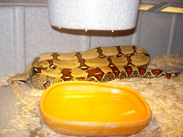 FLRT Female