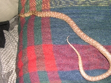 clyde 1