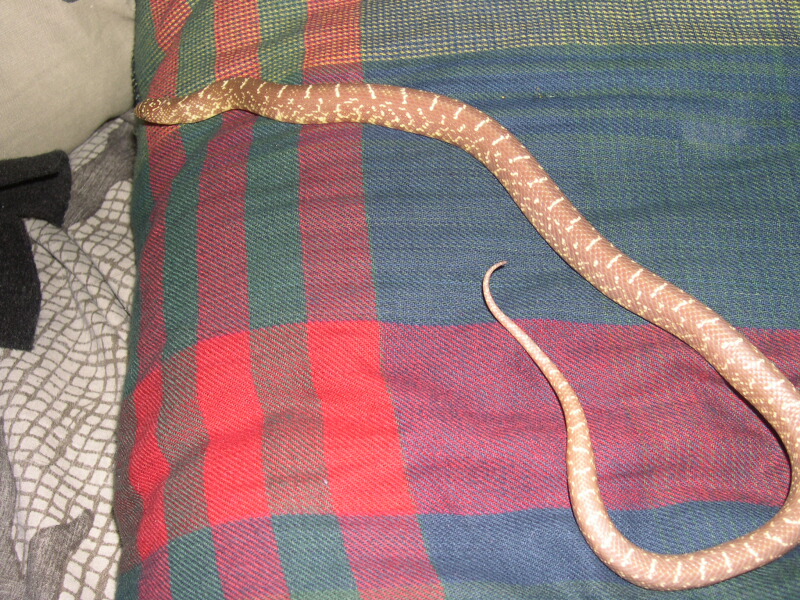 clyde 1