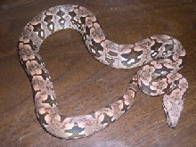 Juilet